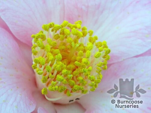 CAMELLIA 'Carolyn Williams'  