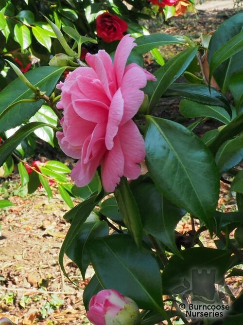 CAMELLIA 'Cécile Brunazzi'  