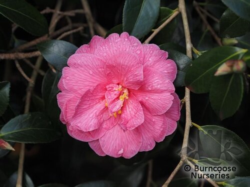 CAMELLIA 'Celebration'  