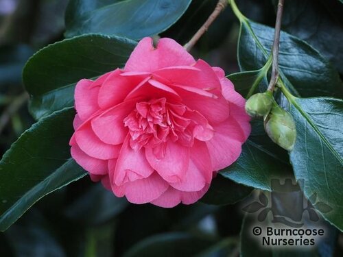 CAMELLIA 'Chandleri'  
