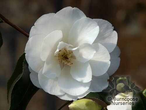 CAMELLIA 'China Clay'  