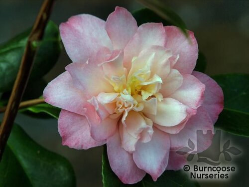 CAMELLIA 'China Doll'  
