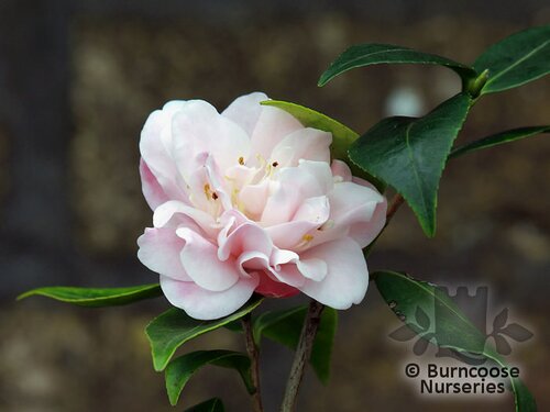 CAMELLIA 'Christmas Daffodil'  