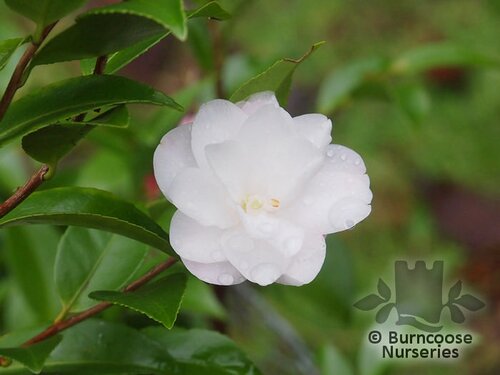 CAMELLIA 'Cinnamon Cindy'  