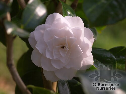 CAMELLIA 'Commander Mulroy'  