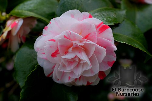 CAMELLIA 'Contessa Lavinia Maggi'  