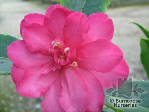 CAMELLIA 'Dazzler'  