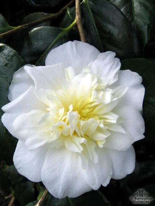 CAMELLIA 'Dear Jenny'  