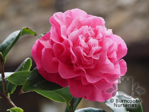 Camellia 'Debbie' from Burncoose Nurseries