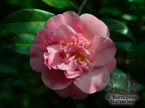 CAMELLIA 'Debutante'  
