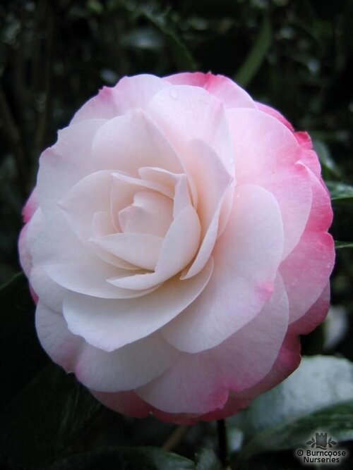 CAMELLIA 'Desire'  