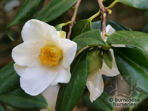 CAMELLIA 'Devonia'  