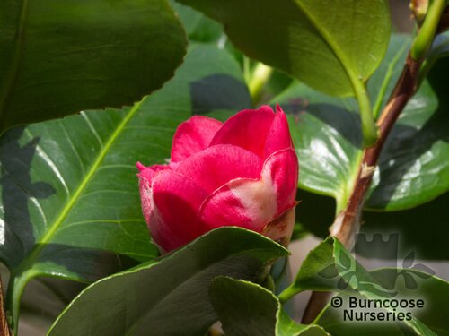 CAMELLIA 'Dona Herzilia de Freitas Magalhaes'  