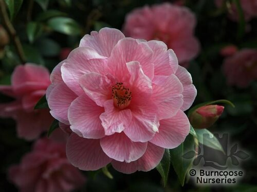 CAMELLIA 'Donation'  