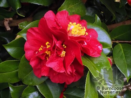 CAMELLIA 'Dr Burnside'  