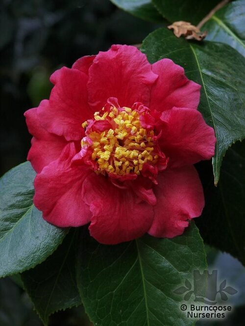 CAMELLIA 'Drama Girl'  