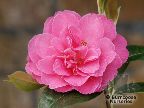 CAMELLIA 'Duchess Decazes'  