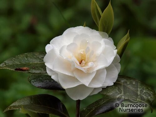 CAMELLIA 'E.T.R. Carlyon'  