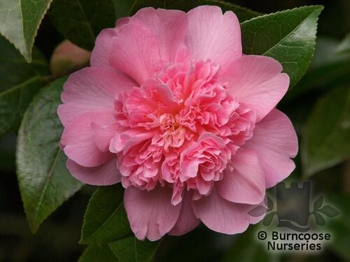 CAMELLIA 'Elsie Jury'  