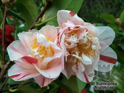 CAMELLIA 'Extravaganza'  