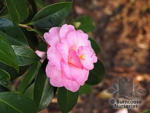 CAMELLIA 'Faith'  