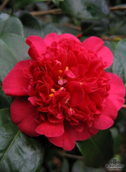 CAMELLIA 'Firebird'  
