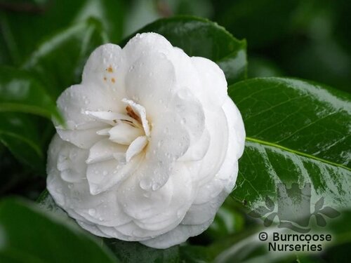 CAMELLIA 'Flore Pleno Alba'  