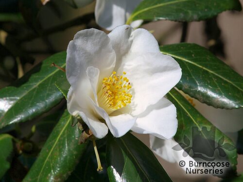 CAMELLIA 'Francis Hanger'  