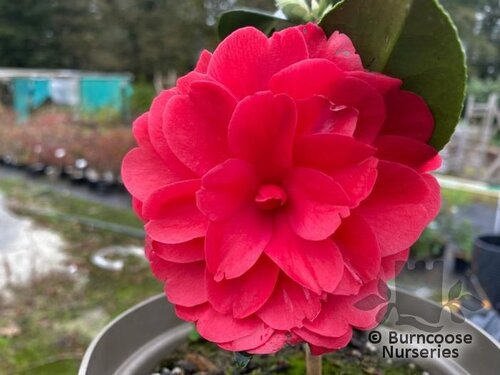 CAMELLIA 'Free Spirit'  
