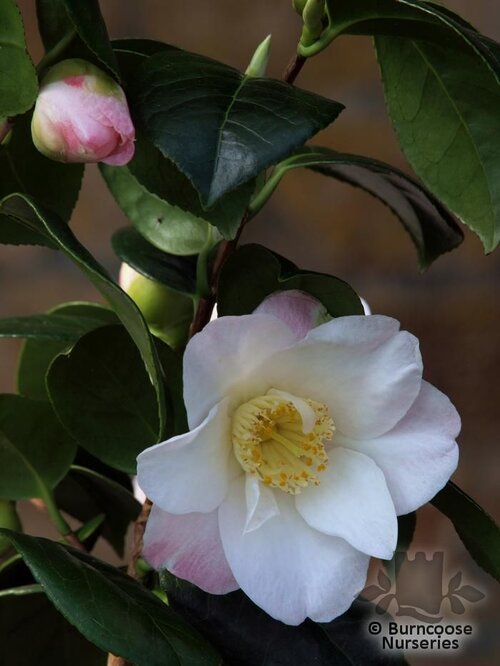 CAMELLIA 'Furoan'  
