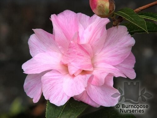CAMELLIA 'Galaxie'  