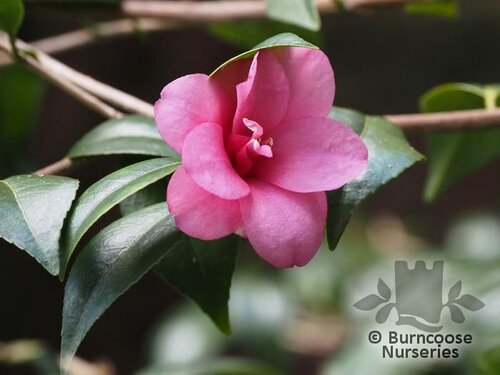 CAMELLIA 'Gay Baby'  