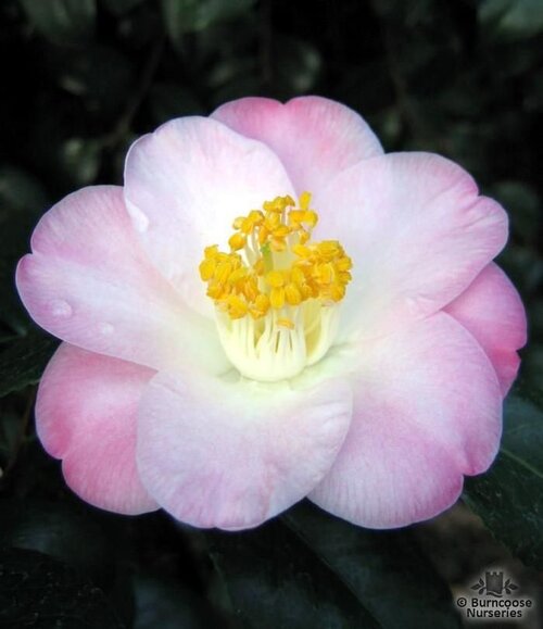 CAMELLIA 'Grace Bunton'  