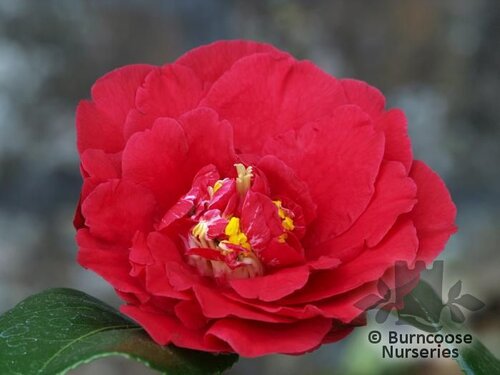 CAMELLIA 'Grand Slam'  