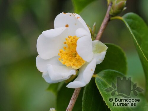 CAMELLIA grisjii  