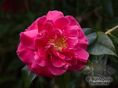 CAMELLIA 'Guilio Nuccio'  