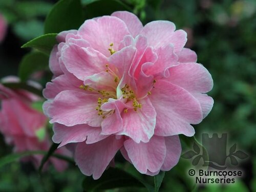 CAMELLIA 'Gwavas'  