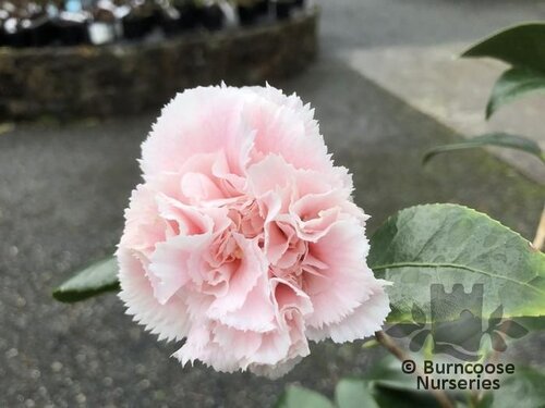 CAMELLIA 'Hawaii'  