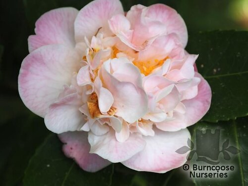 CAMELLIA 'High Fragrance'  