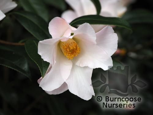 CAMELLIA 'Hiraethlyn'  
