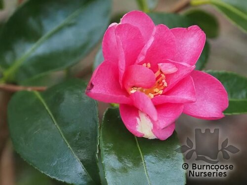 CAMELLIA 'Hiryu'  