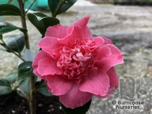 CAMELLIA 'Holfordiana'  