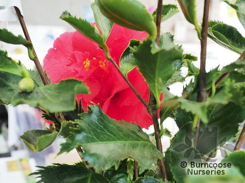 CAMELLIA 'Holly Bright'  