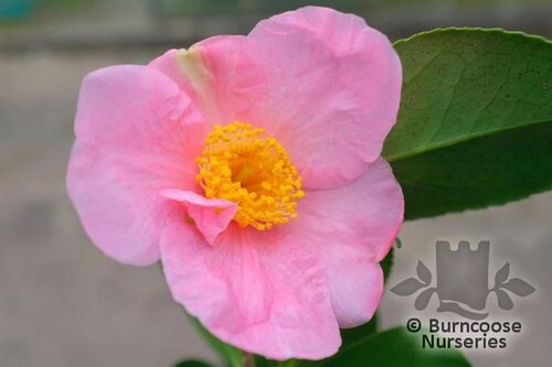 CAMELLIA 'Hooker'  
