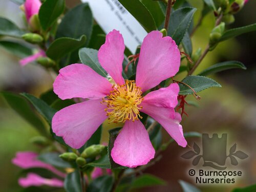 CAMELLIA 'Hugh Evans'  