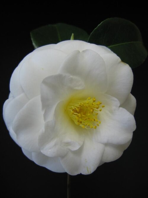 CAMELLIA 'Janet Waterhouse'  