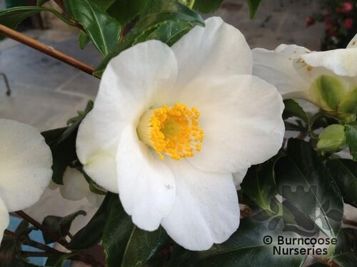 CAMELLIA 'Alba-Simplex'  