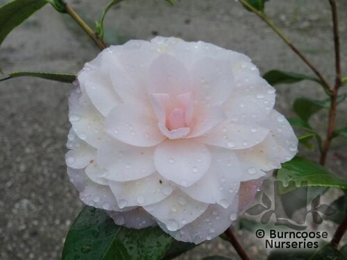 CAMELLIA 'Donnan's Dream'  