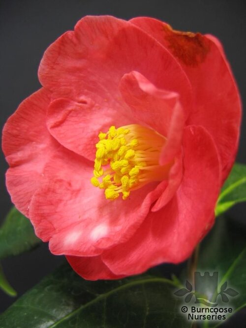 CAMELLIA 'Lady de Saumarez'  