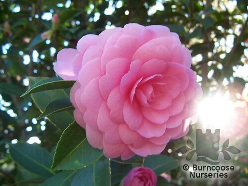 Camellia 'Pink Perfection' from Burncoose Nurseries